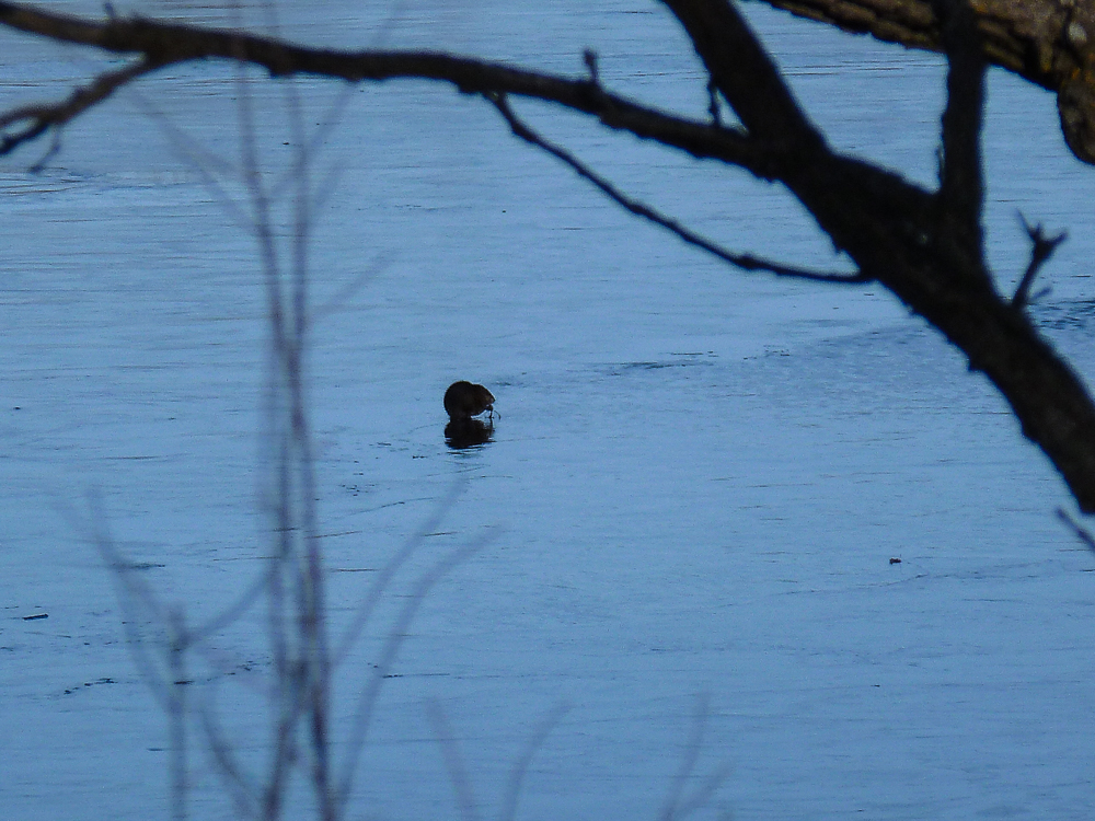 Muskrat on ice American Loon